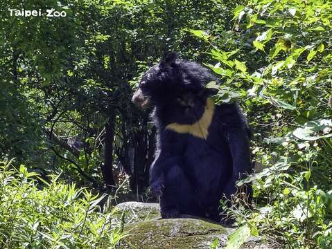 亞洲黑熊具有靈敏的聽力和嗅覺，不過視力不佳(「貝兒」) (圖片來源：臺北市立動物園)
