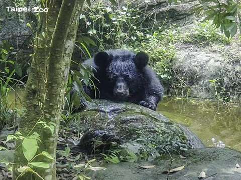 紅耳龜：熊熊來了，快逃啊！(圖片來源：臺北市立動物園)