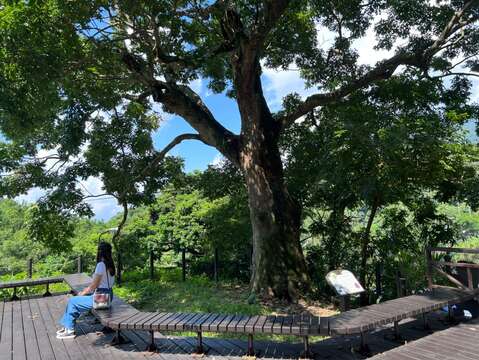 百年無患子平台(圖片來源：臺北市政府工務局大地工程處)