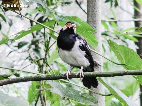 白頰椋鳥，「椋（ㄌㄧㄤˊ）」（圖片來源：臺北市立動物園）