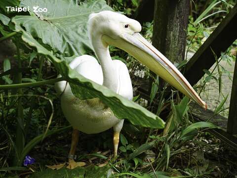 白鵜鶘（ㄊㄧˊ ㄏㄨˊ）（圖片來源：臺北市立動物園）
