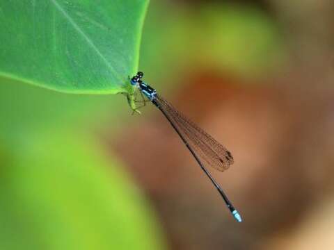 Coeliccia cyanomeoias Photography by Liao Huan-Zhan