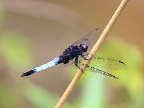Orthetrum triangular Photography by Liao Huan-Zhan