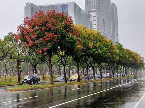 忠孝東路7段的臺灣欒樹黃花間點綴著紅色果莢(圖片來源：臺北市政府工務局公園路燈工程管理處)