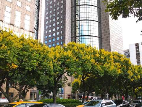 敦化南路上盛開金黃色的臺灣欒樹(圖片來源：臺北市政府工務局公園路燈工程管理處)