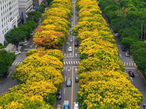 敦化南路的臺灣欒樹開滿黃花(圖片來源：臺北市政府工務局公園路燈工程管理處)