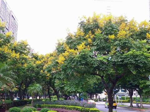 敦化南路中央綠帶，彎曲自然步道中觀賞欒樹花海，會重新感受到自然脈動的欣喜(圖片來源：臺北市政府工務局公園路燈工程管理處)