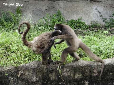 打架鬧事是棕蜘蛛猴的日常(圖片來源：臺北市立動物園)