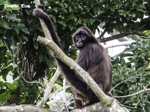 哼！都排擠我！(圖片來源：臺北市立動物園)