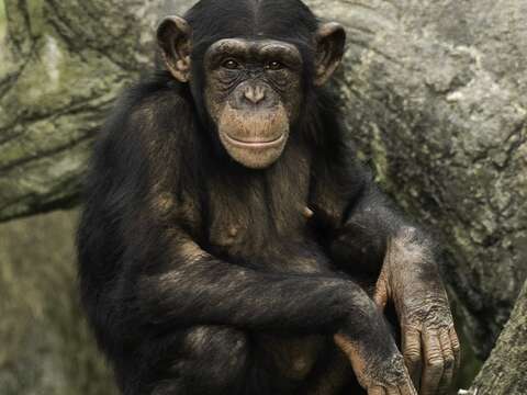 下次到動物園參觀時，帶著尊重和包容的態度，或許你會發現黑猩猩想要和你做朋友哦！(圖片來源：臺北市立動物園)