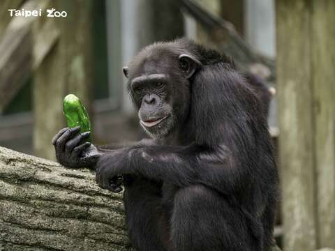 把黑猩猩惹毛了，小心牠會用食物K你呦！(圖片來源：臺北市立動物園)