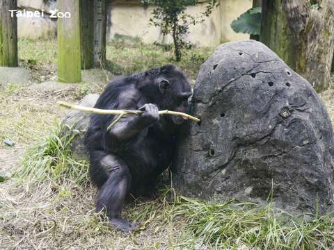 相較於其他野生動物，智商堪稱「名列前矛」的黑猩猩會使用工具(圖片來源：臺北市立動物園)