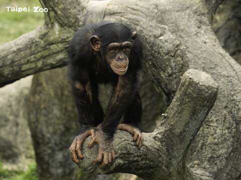 要與黑猩猩進行友善互動，要採取「平視」的角度，盡量蹲下身子，不要比黑猩猩高(圖片來源：臺北市立動物園)