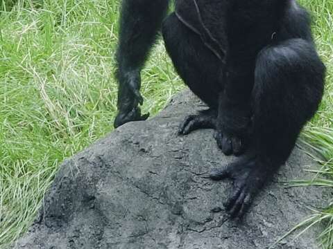 直立左右摇摆不是在玩耍 解读黑猩猩的肢体语言 台北旅游网