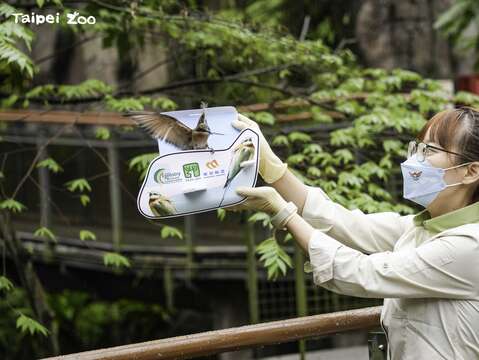 今年10月再次陸續將孵化育成的年輕個體，放飛至動物園穿山甲館內(圖片來源：臺北市立動物園)