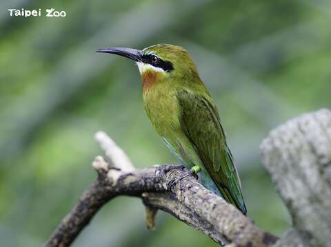 期待能在動物園建立栗喉蜂虎自我繁殖的衛星族群(圖片來源：臺北市立動物園)