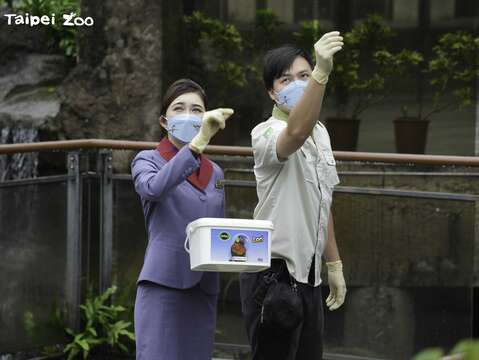 華信航空參與栗喉蜂虎保育，共同見證保育成果(圖片來源：臺北市立動物園)