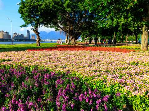 นิทรรศการดงทะเลดอกไม้ระรอกแลกเริ่มเปิดตัวที่สวนสาธารณะริมน้ำเหยียนผิงเหอปินกงหยวน