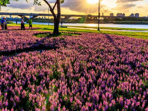 นิทรรศการดงทะเลดอกไม้ระรอกแลกเริ่มเปิดตัวที่สวนสาธารณะริมน้ำเหยียนผิงเหอปินกงหยวน