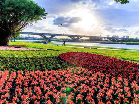 延平河濱花海 有7種不同的花色(圖片來源：臺北市政府工務局水利工程處)