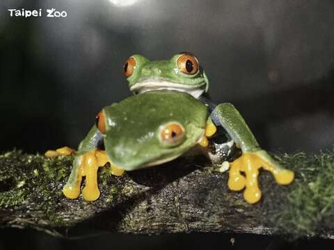 交配期間，蛙房的夜晚總是特別熱鬧(圖片來源：臺北市立動物園)