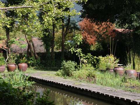生態池旁銀杏(圖片來源：臺北市政府工務局公園路燈工程管理處)