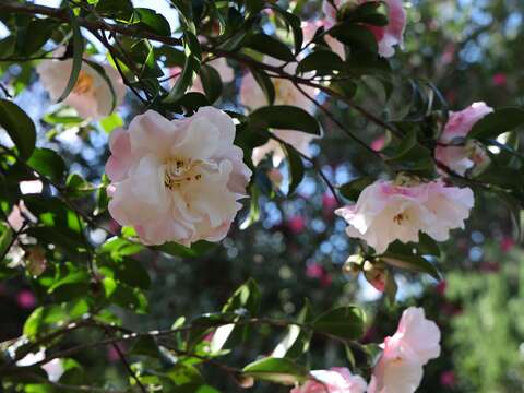 茶梅盛開(圖片來源：臺北市政府工務局公園路燈工程管理處)