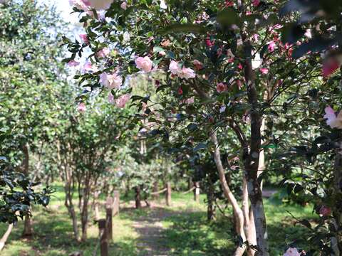 茶梅盛開的景色(圖片來源：臺北市政府工務局公園路燈工程管理處)