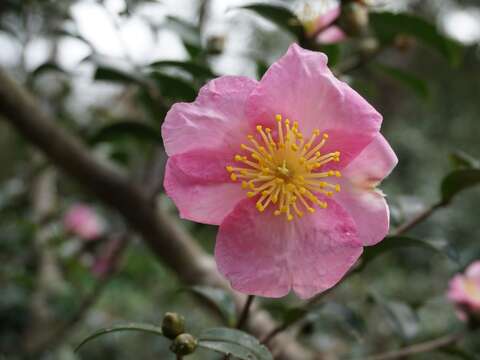 單瓣茶梅(圖片來源：臺北市政府工務局公園路燈工程管理處)