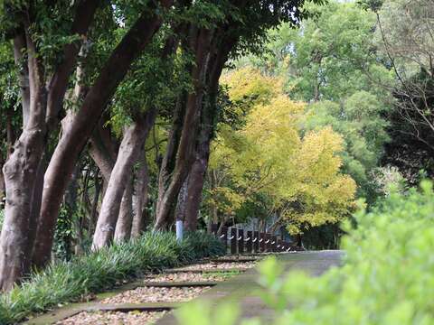 黃楓轉色(圖片來源：臺北市政府工務局公園路燈工程管理處)