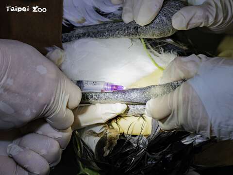 在健康檢查的同時進行採血，將血樣送到動物園的分生實驗室進行DNA性別鑑定(圖片來源：臺北市立動物園)
