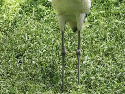透過DNA性別鑑定已確定「哩鶴」是女生(圖片來源：臺北市立動物園)