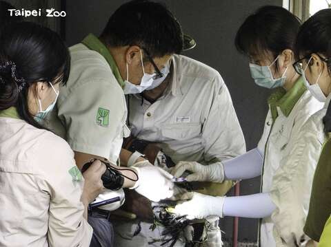 動物園上周幫丹頂鶴寶寶進行健康檢查(圖片來源：臺北市立動物園)