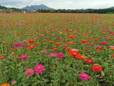 大百日草花海很艷麗(圖片來源：臺北市政府工務局)