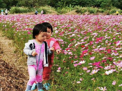 瞧瞧花朵上有什麼(圖片來源：臺北市政府工務局)