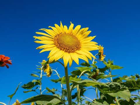 大佳河浜公園で黄金色の花々が満開