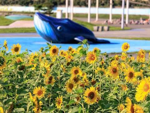 大佳河浜公園で黄金色の花々が満開