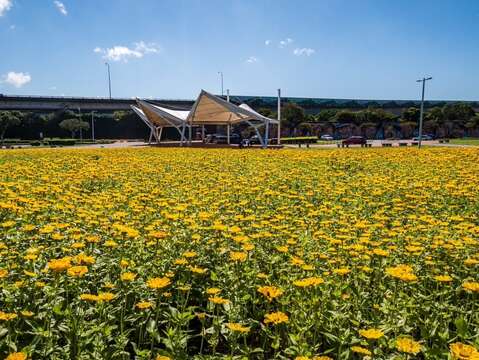 大佳河浜公園で黄金色の花々が満開