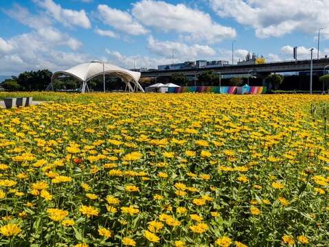 大佳河浜公園で黄金色の花々が満開