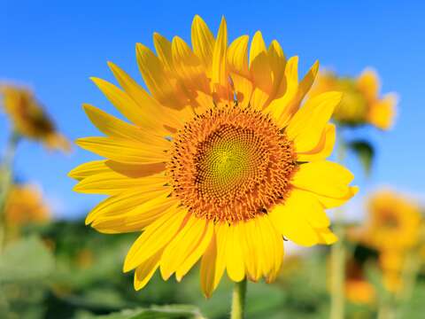 大佳河浜公園で黄金色の花々が満開
