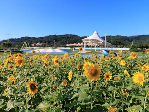 大佳河浜公園で黄金色の花々が満開