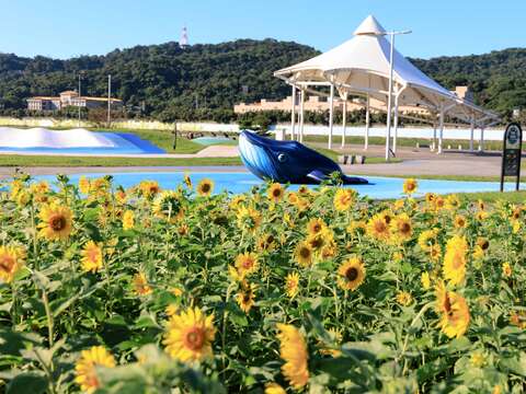 大佳河浜公園で黄金色の花々が満開