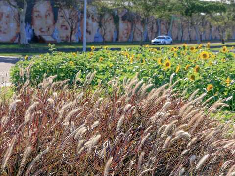 大佳河浜公園で黄金色の花々が満開