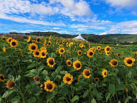 大佳河浜公園で黄金色の花々が満開