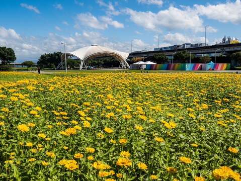 大佳河浜公園で黄金色の花々が満開