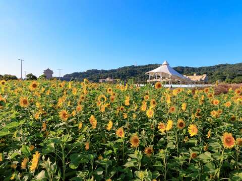 大佳河浜公園で黄金色の花々が満開