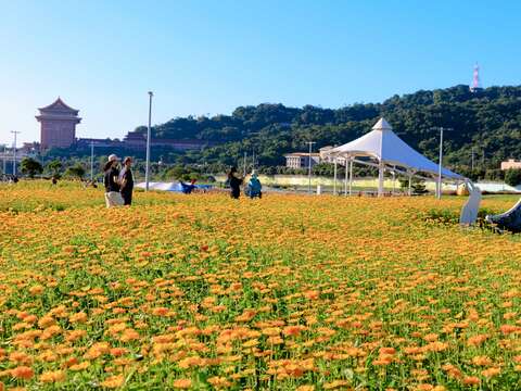 大佳河浜公園で黄金色の花々が満開