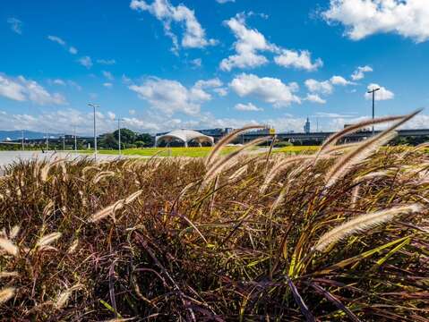 大佳河浜公園で黄金色の花々が満開