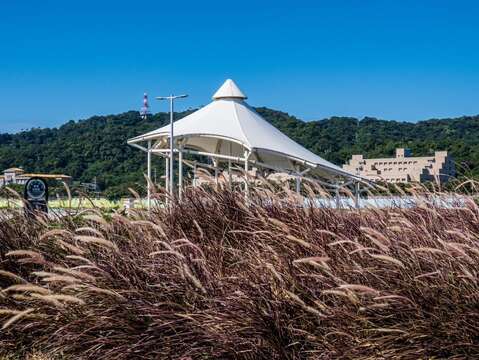 大佳河浜公園で黄金色の花々が満開