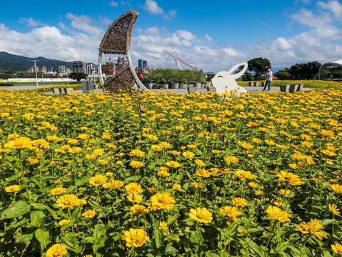 大佳河浜公園で黄金色の花々が満開